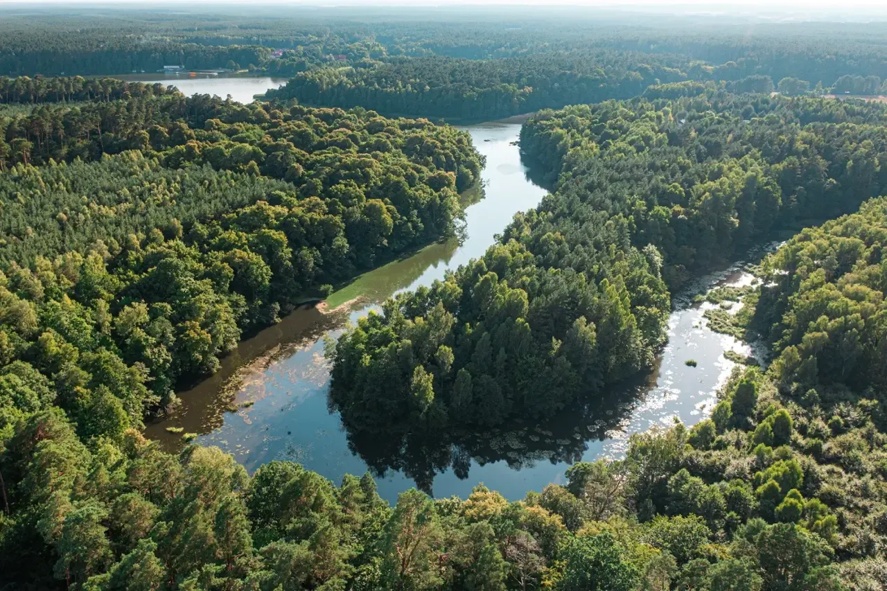 Panoramic view of Bory Tucholskie forest landscape with misty pine trees