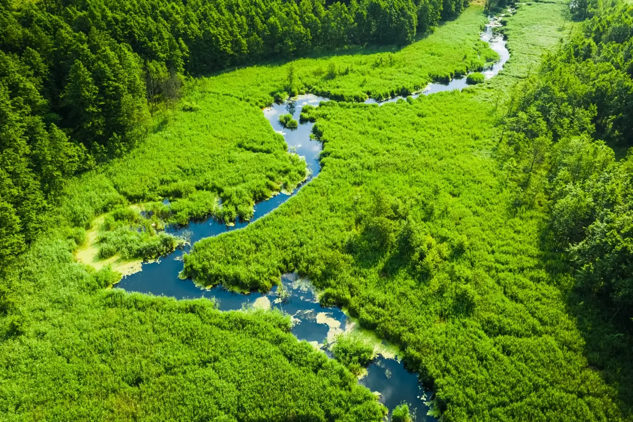 Panoramic view of Bory Tucholskie forest landscape with misty pine trees