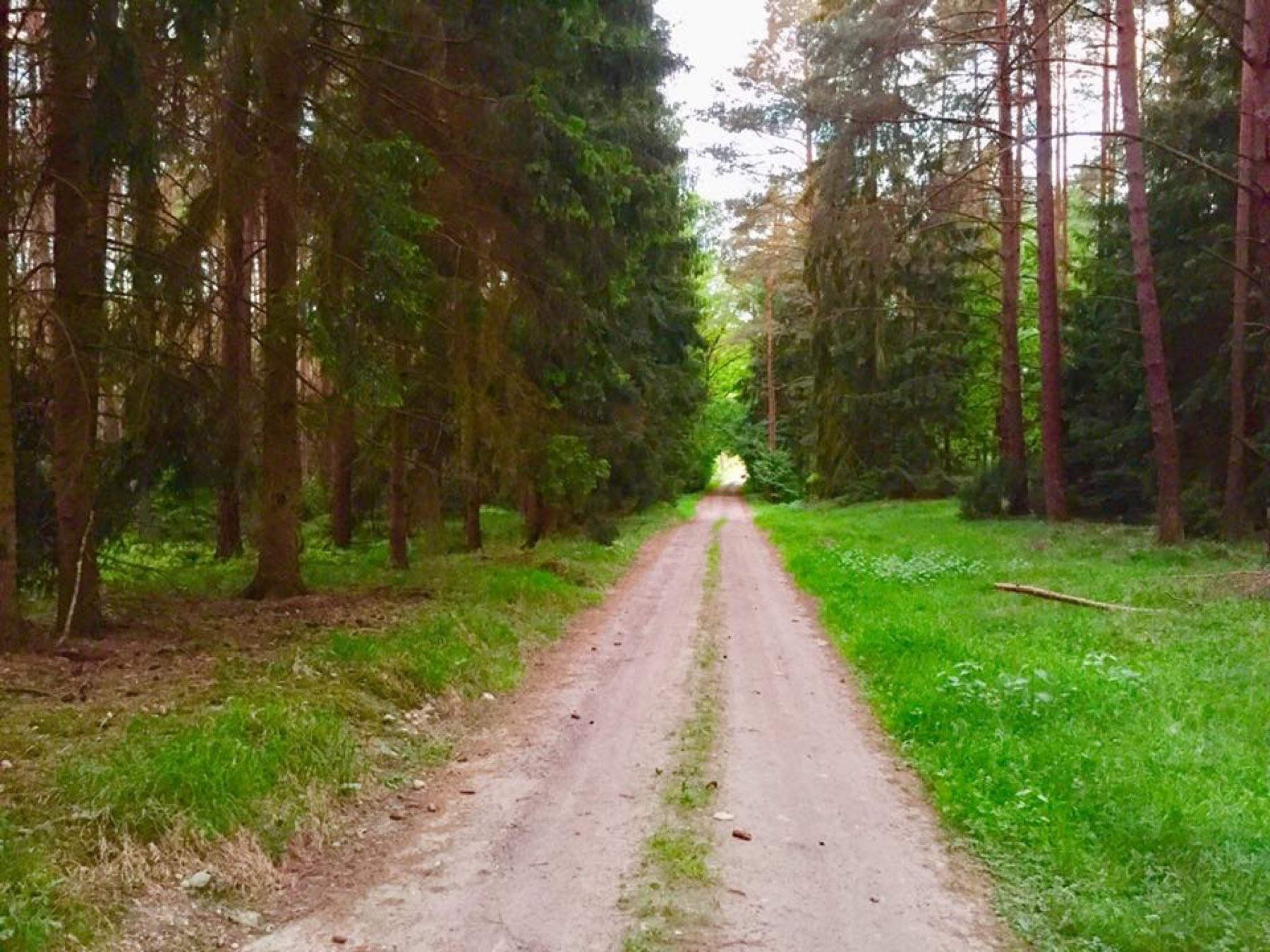 Leśna droga w Borach Tucholskich