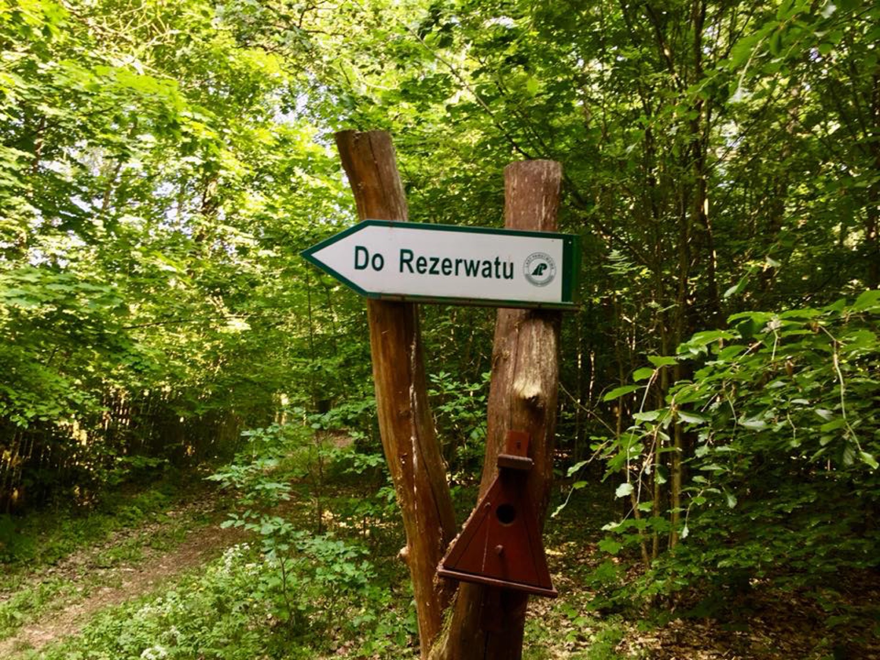 Rezerwat Cisy Staropolskie w Wierzchlesie
